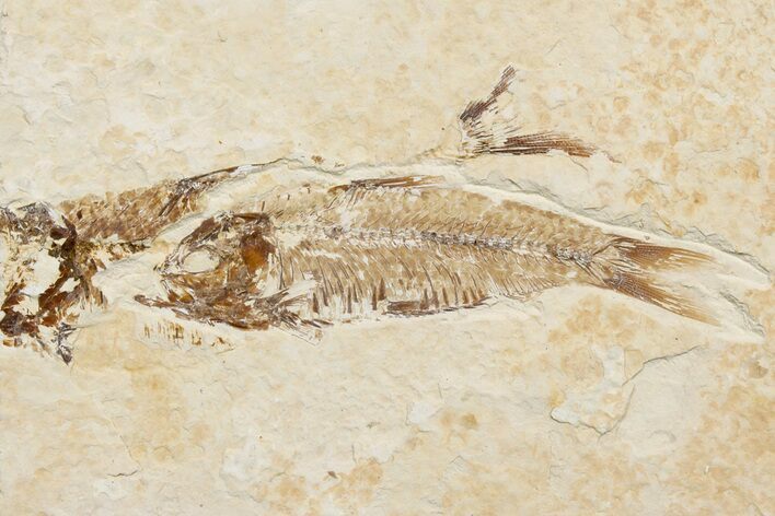 Detailed Fossil Fish (Knightia) - Wyoming #174654